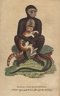 Prints of Middle-sized black monkey or langur, Cercopithecus maurus George Edwards Prints: Middle-sized Black Monkey Print, 1798-1802