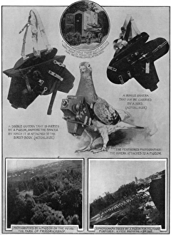 Military spy - a camera carrying pigeon Military spy - a camera carrying pigeon