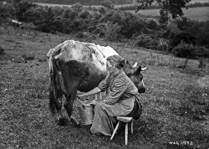 Early 1900s Farm Life Prints: Milking