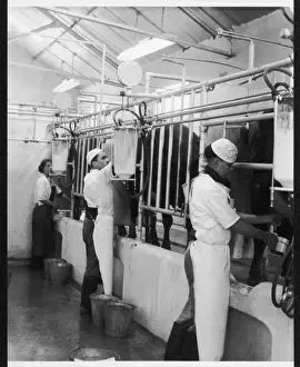 Britain Farming History Prints: MILKING, 1950S