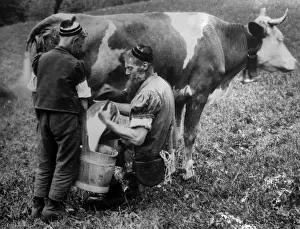 Milking a Cow in Switzerland Print: Traditional Dairy Scene