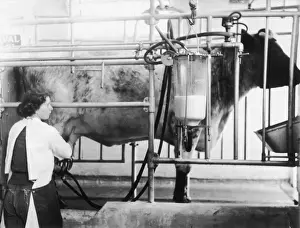 British Farming History Prints: Milking Machine