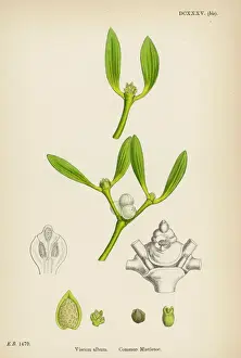 European Mistletoe Prints: Mistletoe Botanical