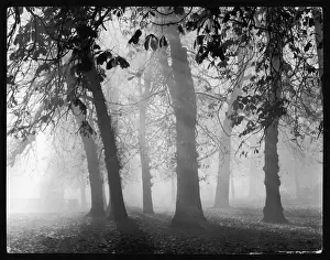 Misty Woods Autumn Print, Abingdon Park Northamptonshire England