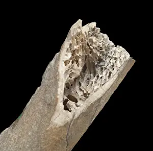 Print of a 15cm Moa bone fragment, circa 1831