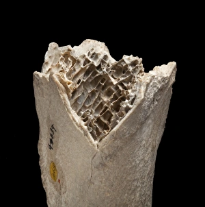 Moa bone fragment Moa bone fragment