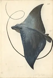 Captain James Cook Prints: Mobula mobular, devilfish