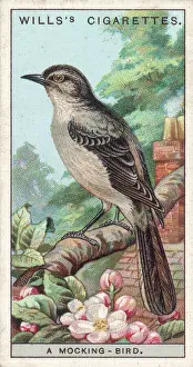Prints of (Mimus polyglottus). An American bird renowned for its vocal powers Mockingbirds And Thrasher Prints: Mocking Bird Print (Mimus polyglottus)
