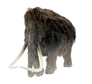 Ilford Mammoth Model Print, Fossil Mammals Collection