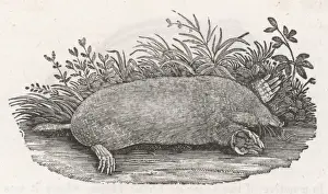 18th Century Wildlife Art Prints: THE MOLE