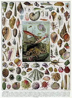 Molluscs Print 1930