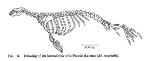 Monachus tropicalis, Caribbean monk seal Monachus tropicalis, Caribbean monk seal