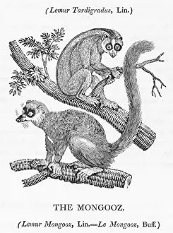 Asian Primate Photos Prints: Mongoose (Bewick)