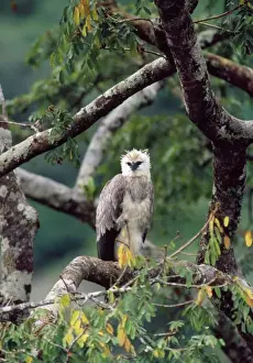 Monkey-eating Eagle Print - Philippines