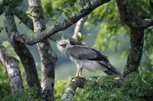 Philippine Eagle Print - Pithecophaga jefferyi