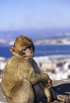 Monkey, possibly on the island of Gibraltar Monkey, possibly on the island of Gibraltar
