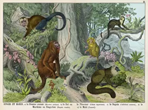 Squirrel Prints: Five Monkeys Print: Ursine Howler