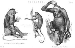 Primate Images Prints: Monkeys & Gorilla