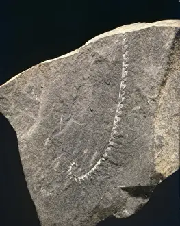 Invertebrate Fossils Prints: Monograptus, graptolite
