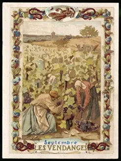 Grapes Workers Picking Grapes Print, September