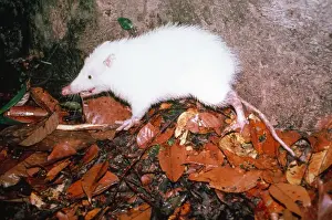 Prints of MOONRAT (family: Erinaceidae). Sepilok forest, Borneo Moonrat Prints: Sepilok Forest Moonrat Print, Borneo