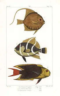 Moorish idol, grey angelfish, and rock beauty Moorish idol, grey angelfish, and rock beauty