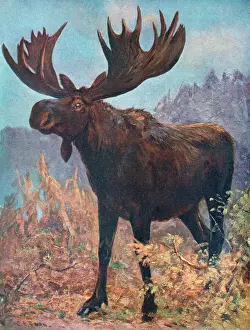 Prints of A moose or elk (alces machlis) Moose Prints: Moose (Elk) Print by Cuthbert Swan, Alces machlis