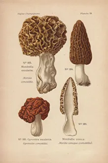 Morel mushrooms: Morchella esculenta, M conica Morel mushrooms: Morchella esculenta, M conica