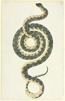 Watercolour Print of Morelia spilota (c. 1790)