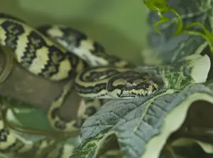 Prints of Morelia spilota are large snakes of the Pythonidae family Green Snake Prints: Morelia spilota Print - Jaguar Carpet Python