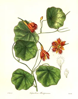 Moritz Indian cress, Tropaeolum moritzianum Moritz Indian cress, Tropaeolum moritzianum