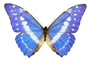 Morpho cypris, blue morpho butterfly Morpho cypris, blue morpho butterfly