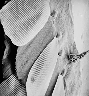 Scanning Electron Micrograph Prints: Morpho menelaus, blue morpho