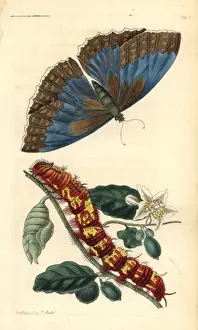 George Shaw Zoology Illustrations Prints: Morpho telemachus butterfly