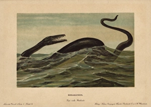 Mosasaur, Mosasaurus hoffmannii, extinct genus Mosasaur, Mosasaurus hoffmannii, extinct genus