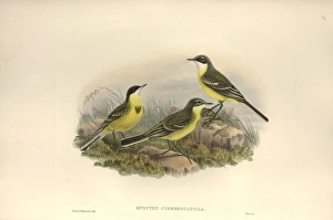 Motacilla flava cinereocapilla, yellow wagtail Motacilla flava cinereocapilla, yellow wagtail