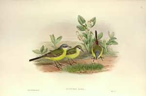 Motacilla flava thunbergi, yellow wagtail Motacilla flava thunbergi, yellow wagtail