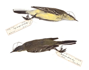 Motacilla flava, Western Yellow Wagtail, male Motacilla flava, Western Yellow Wagtail, male