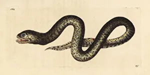 Mottled swamp eel, Synbranchus marmoratus Mottled swamp eel, Synbranchus marmoratus
