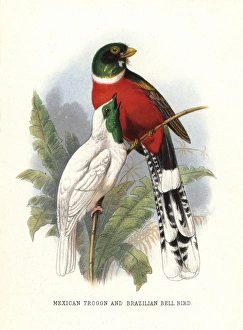 Mountain trogon, Trogon mexicanus, and bare-throated Mountain trogon, Trogon mexicanus, and bare-throated