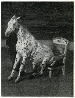 Mr Goodnight, performing horse at the London Hippodrome Mr Goodnight, performing horse at the London Hippodrome
