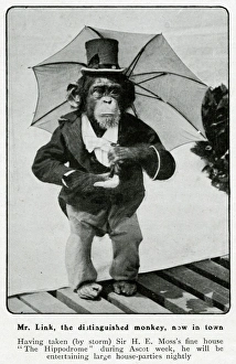 Mr Link, monkey appearing at the Hippodrome 1906 Mr Link, monkey appearing at the Hippodrome 1906