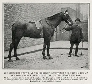 Mr Oliver Dixons Red Fox - The Champion Hunter Mr Oliver Dixons Red Fox - The Champion Hunter
