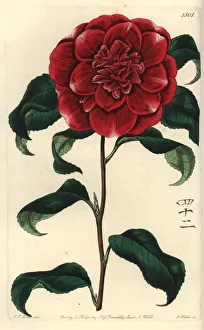 Mr. Reeves crimson camellia, Camellia japonica Mr. Reeves crimson camellia, Camellia japonica