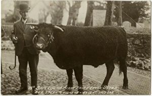 Mr Sam Locks First Prize-winning Devon Steer Mr Sam Locks First Prize-winning Devon Steer