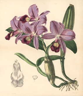 Mr Skinners cattleya orchid, Cattleya skinneri Mr Skinners cattleya orchid, Cattleya skinneri