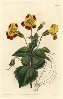 Hybrid Flowers Prints: Mr Smiths monkey flower, Mimulus smithii