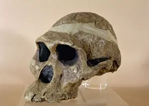 Prints of Mrs. Ples. Reproduction of a skull of a Plesianthropus transvaalensis. Found at Sterkfontein. South Africa Miniopteridae Prints: Mrs. Ples Skull Print - Sterkfontein, South Africa