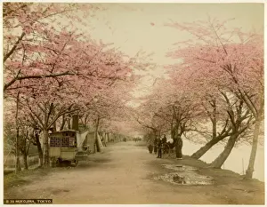 Japan Cherry Blossom Season Prints: Mukojima, Tokyo