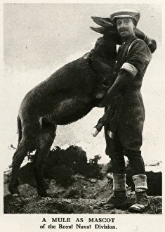 A mule mascot of the Royal Naval Division, 1916 A mule mascot of the Royal Naval Division, 1916